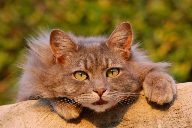 cat photo